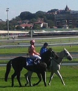 Black Caviar after the T.J. Smith Stakes at Royal Randwick (source: Wikimedia commons)