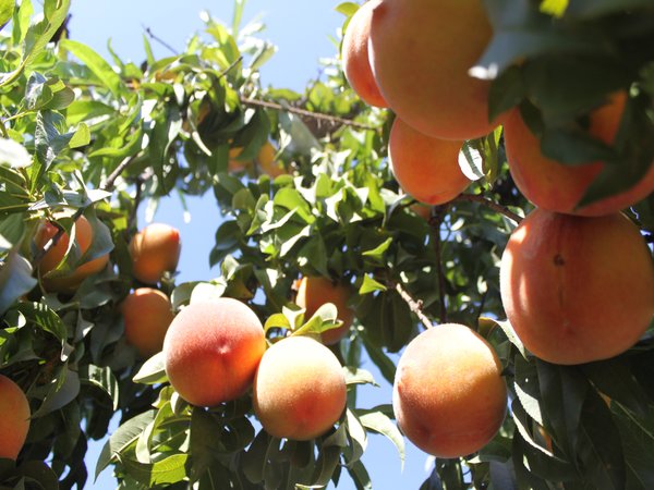 Fruit growers struggle as contract cuts bite hard