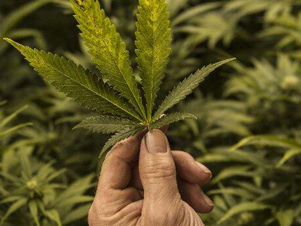 Julian Gasparri explores why medicinal marijuana should be..