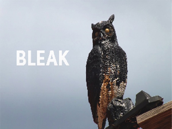 MWF 2014 Official Selection: Bleak