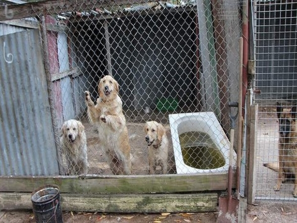 Victoria needs new laws to abolish puppy farms, not to..