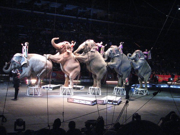 Exploitation of exotic animals in Australian circuses should..