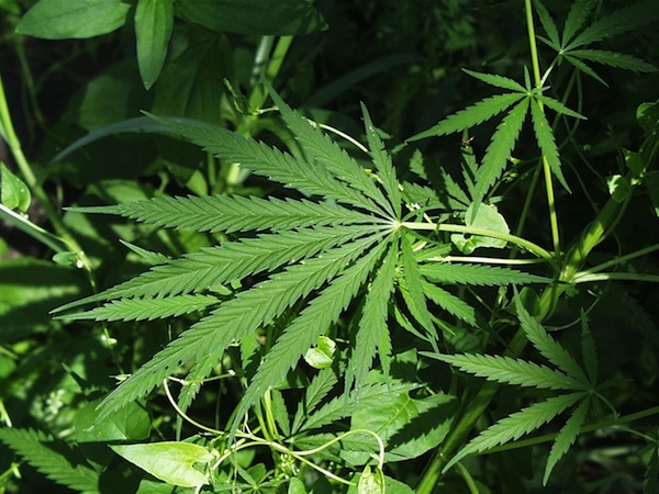 Legalising medicinal marijuana in Australia