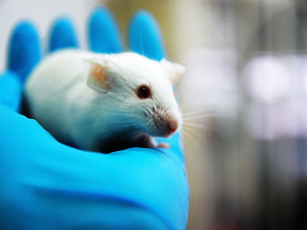 An end to cosmetic animal testing