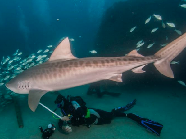 The Shark Files: Diving to a new perspective
