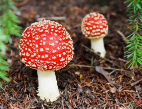 Fungi: More than just mushrooms