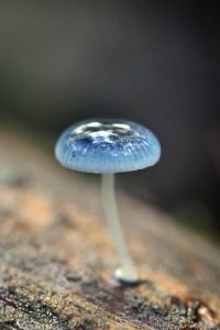 The endearing fungus, Mycena interrupta, is also known as the Pixie’s Parasol.