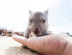 Tourists flock to see Derek the wombat