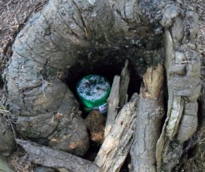 Geocache hidden in a tree stump. Source: Wikipedia Commons, labelled for reuse.