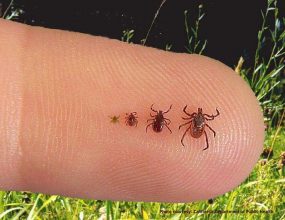 Why is Lyme Disease in Australia denied?