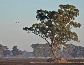 NSW community divided over land clearing laws