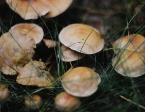 Toxic mushrooms: The facts behind the fungus