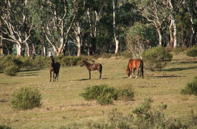 Overnight injunction application calls to prevent brumby cull