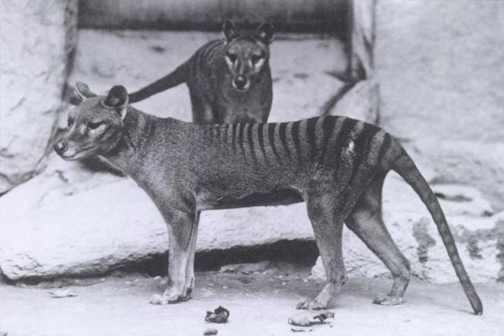 Scientists plan to revive the Tasmanian Tiger