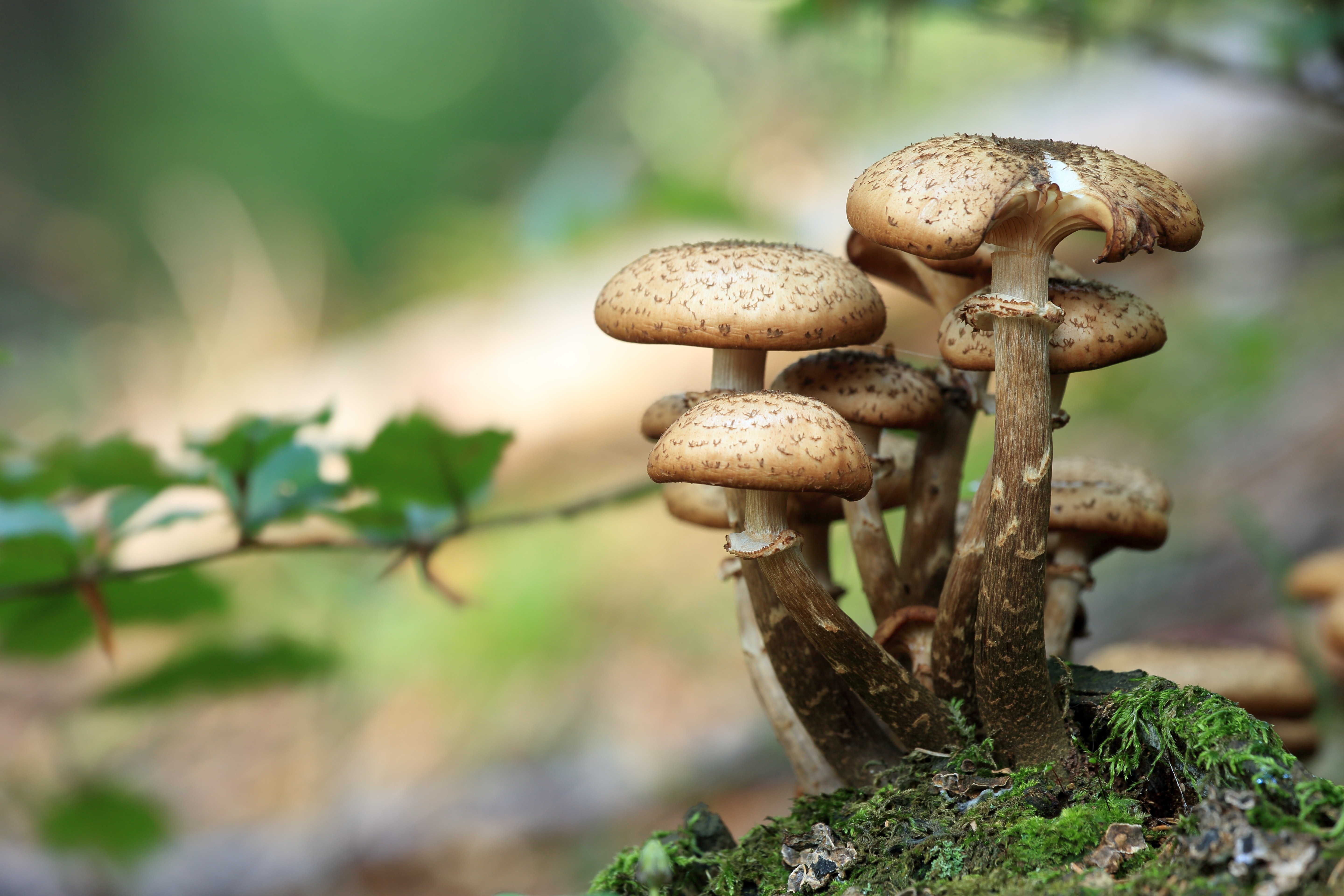 Victorian Homicide Squad investigates three fatal mushroom poisonings
