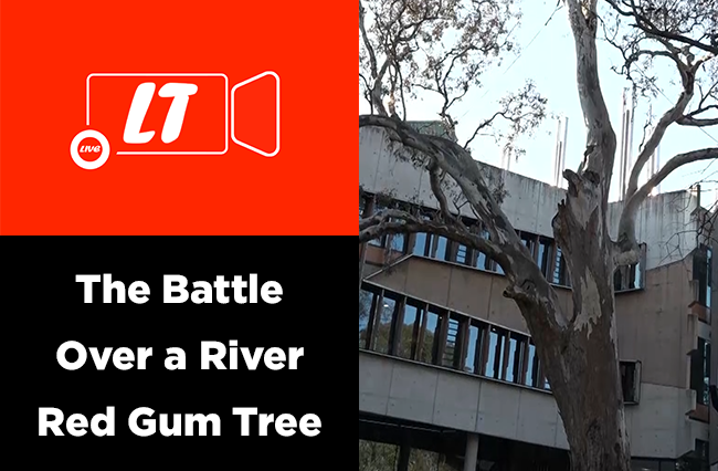 Saving a 400-year-old river red gum