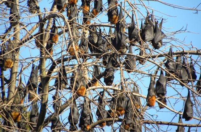 Living with our city’s flying foxes